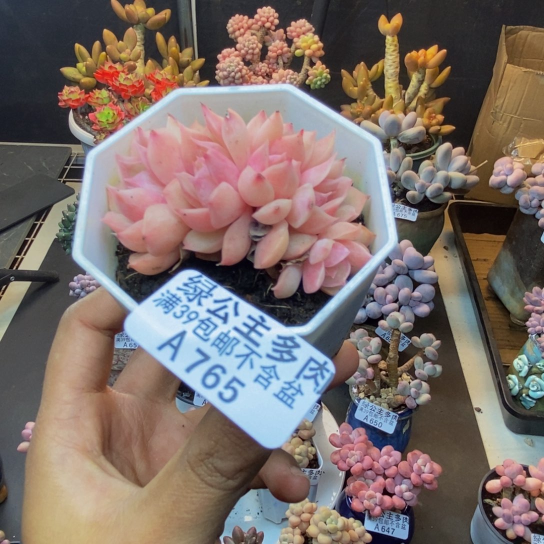 765昂斯诺多肉5c m