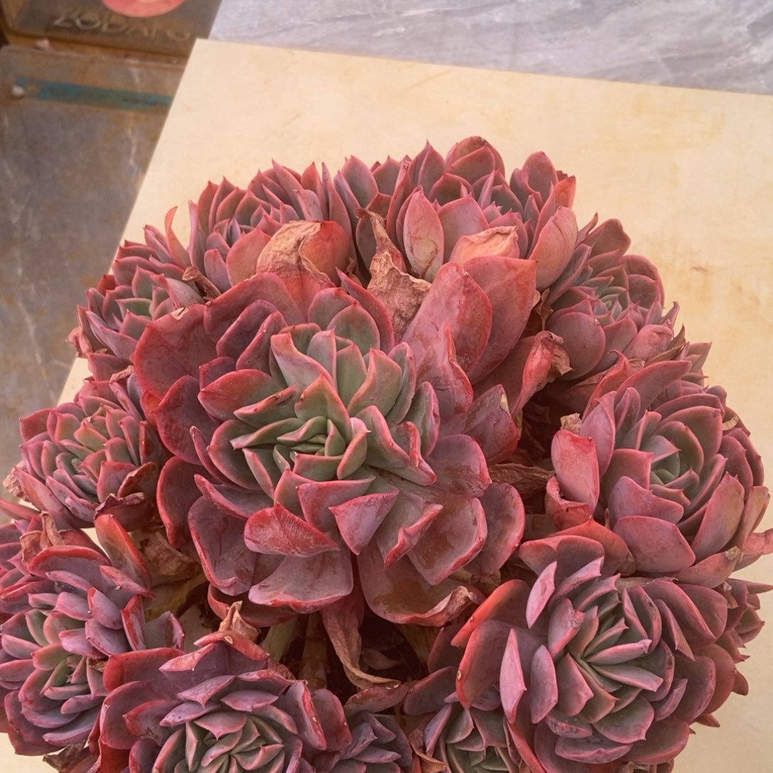 绮罗多肉多肉多肉多