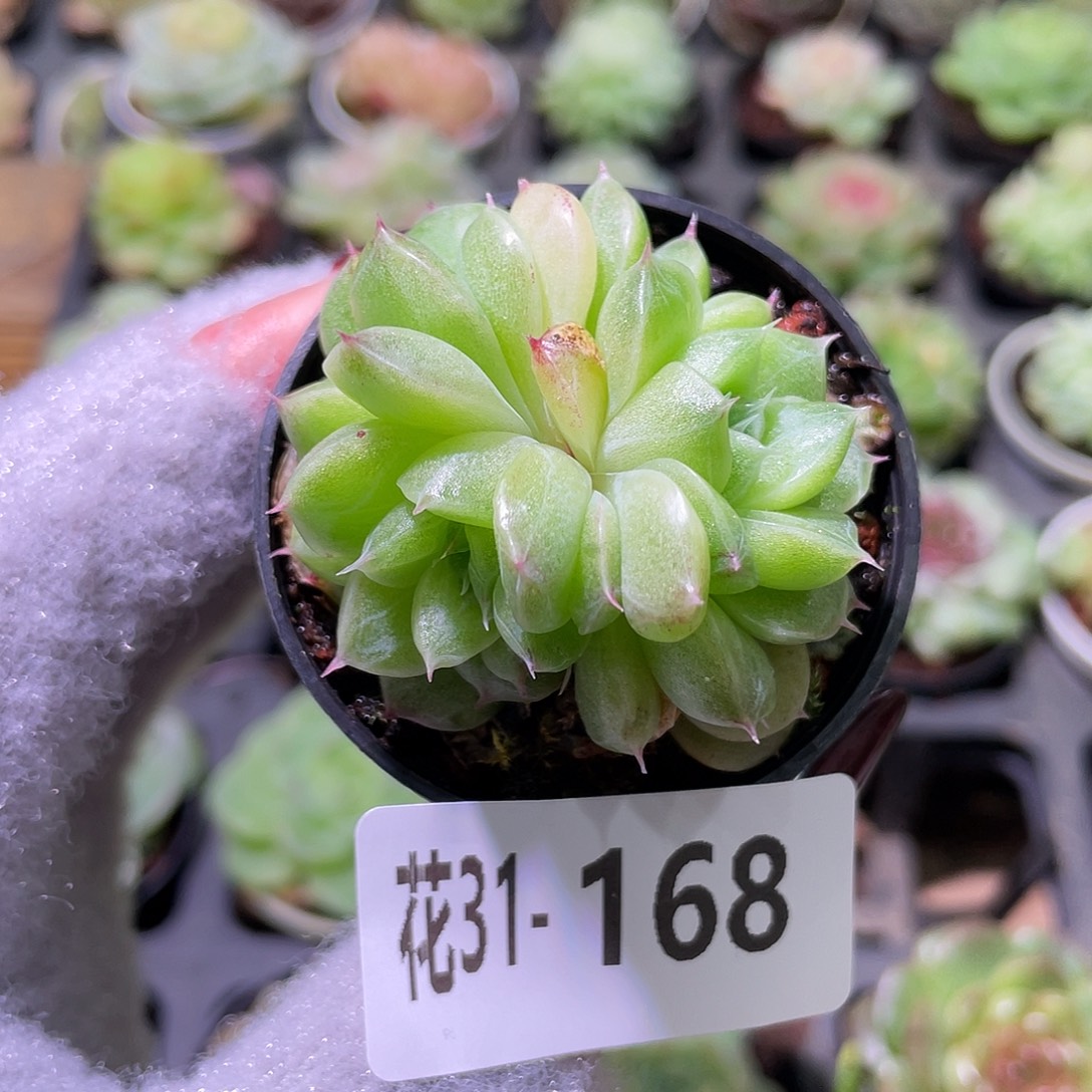 花利美31-168新品