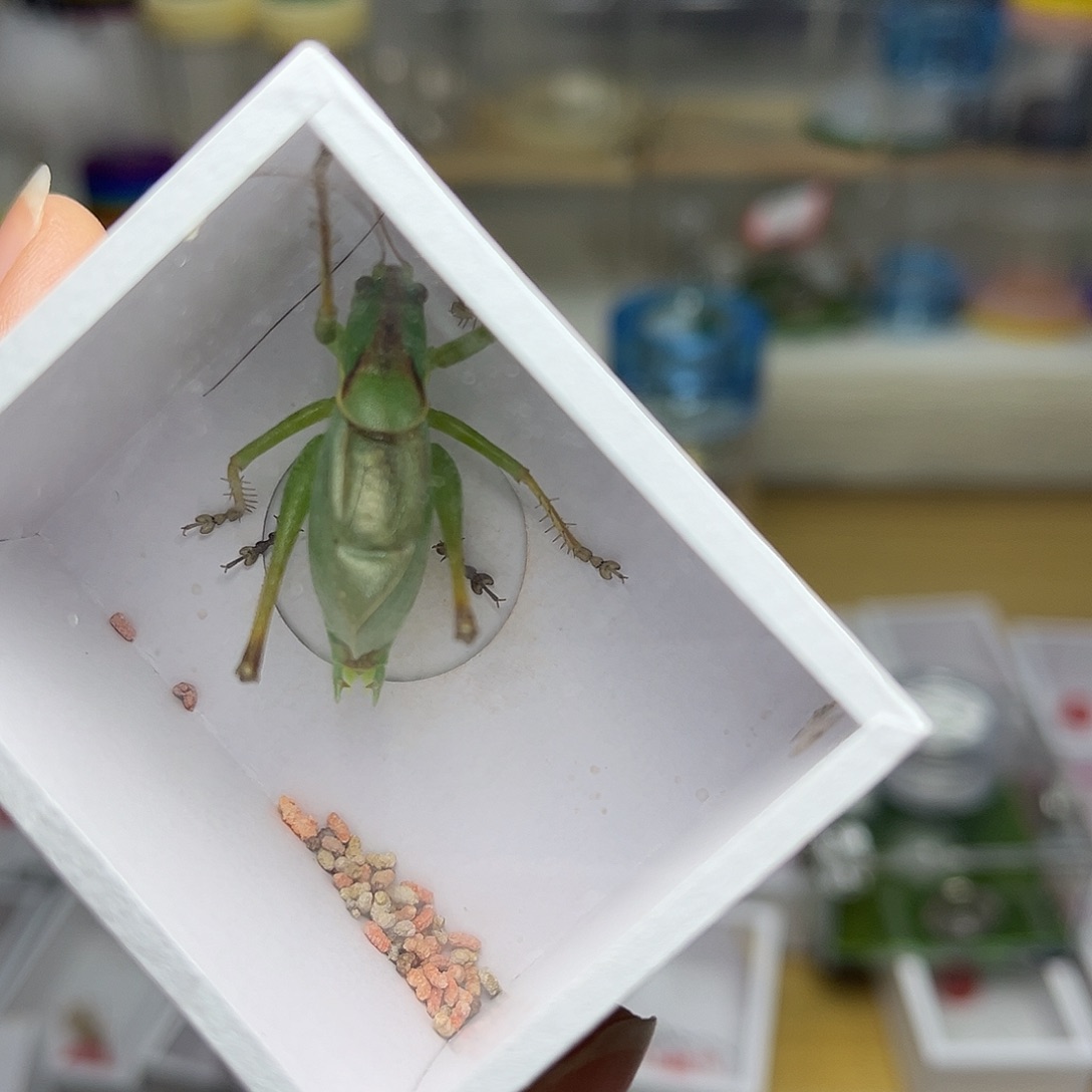 蚂蚁工坊扎嘴。        