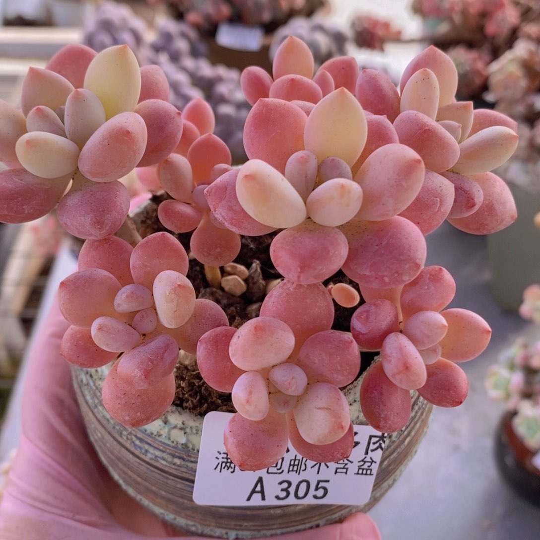 樱花洛神8cm305多肉植物