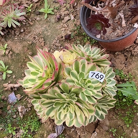 多肉植物法师769玉滋