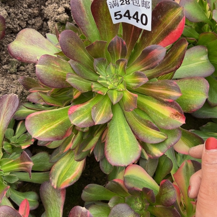 5440南七彩多肉植物