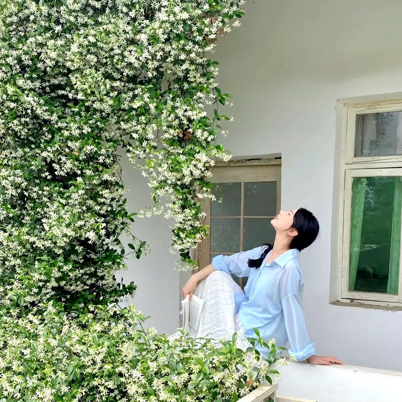 【风车茉莉】盆栽爬藤植物四季常青大苗 耐阴寒攀爬室外庭院花园