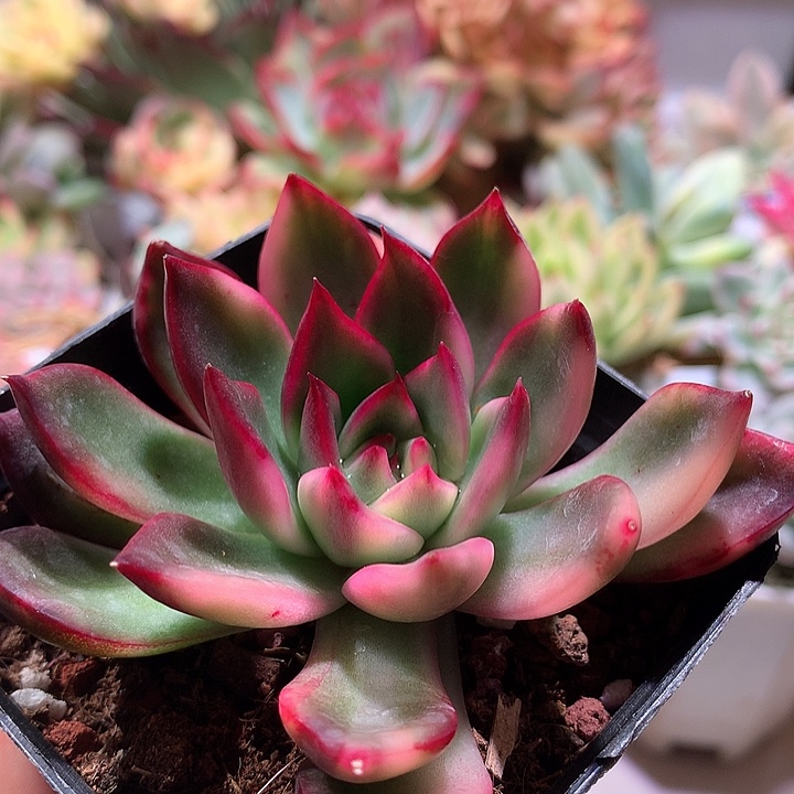 紫丽娜锦锦锦锦锦