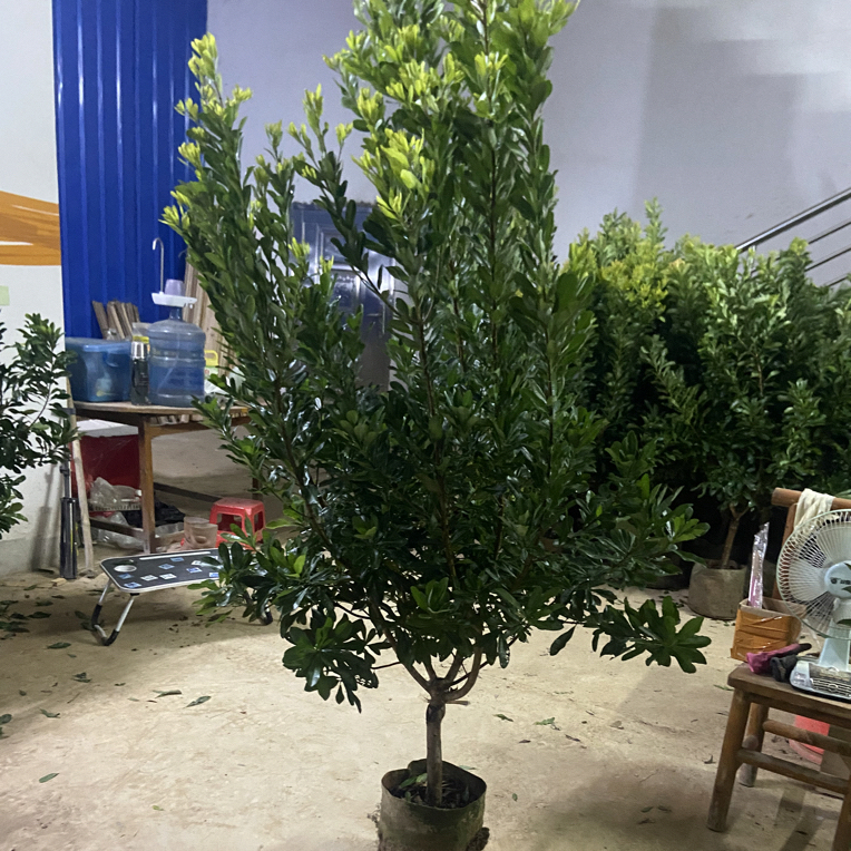 绿植盆栽直播间一物一拍