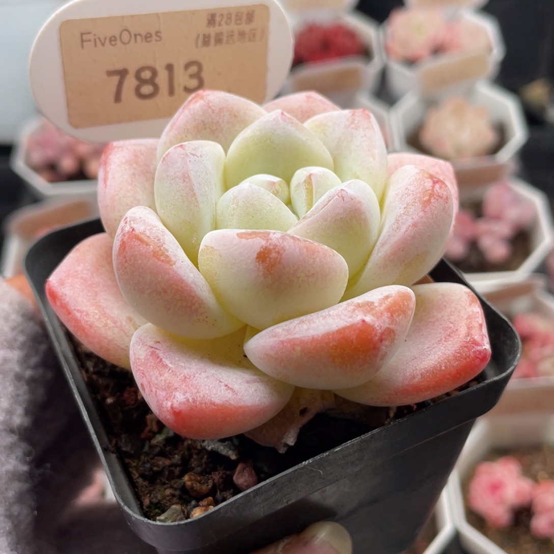 奶油冰玉7813-7.0厘米