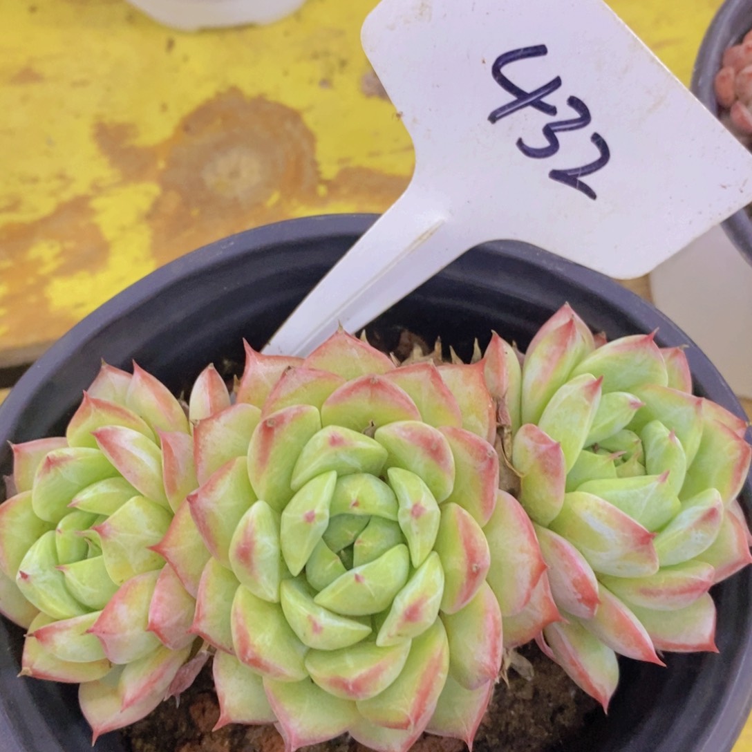 多肉植物，一物一拍，3单包邮