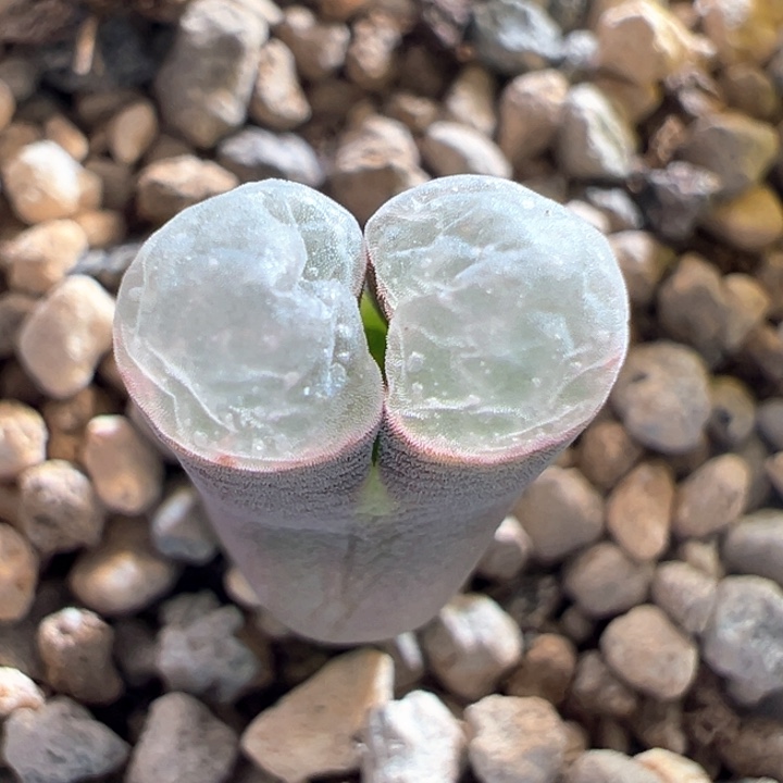 A832.  优选超白窗磁铁。   福利。 