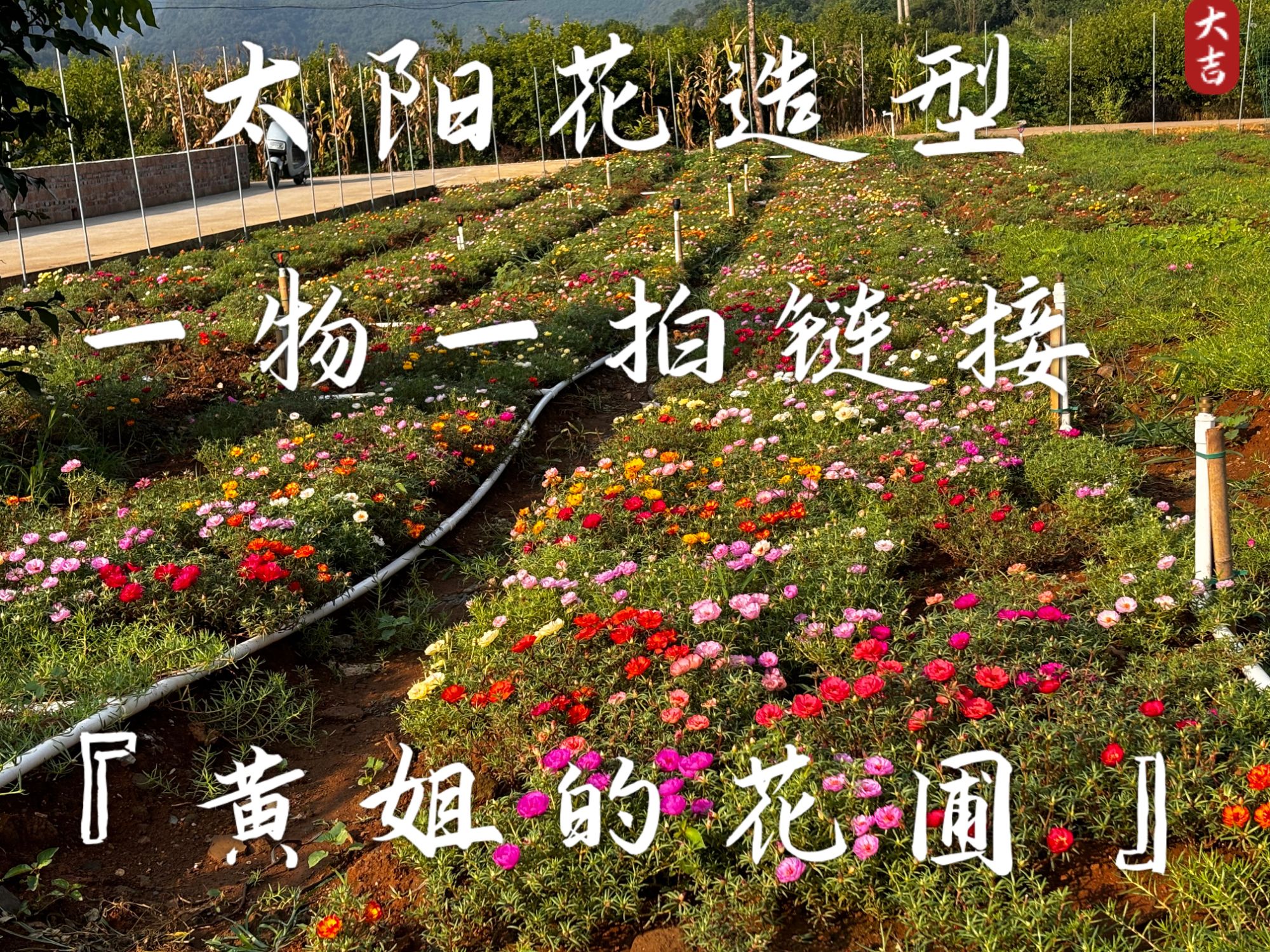 【黄姐的花圃】太阳花造型一物一拍