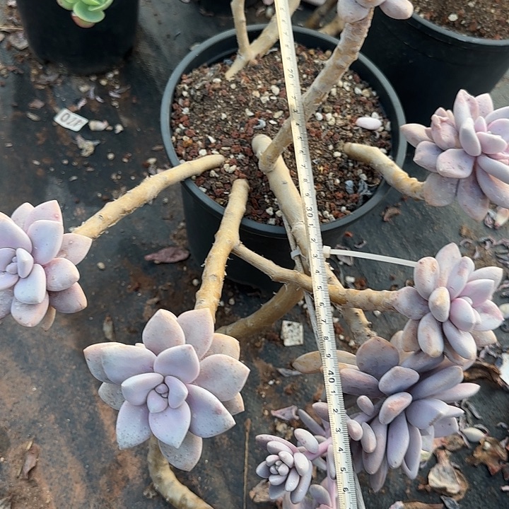 文***哒大桃霜067 多肉植物一物一拍