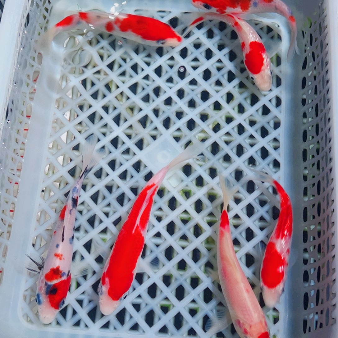 锦鲤锦鲤观赏鱼1111