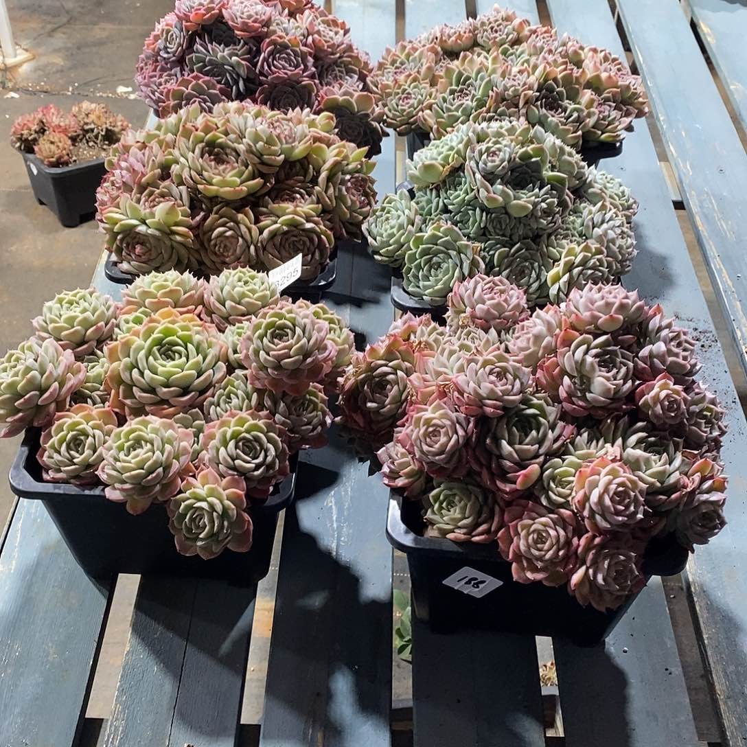 如***令3295六颗不包整散物流～20厘米