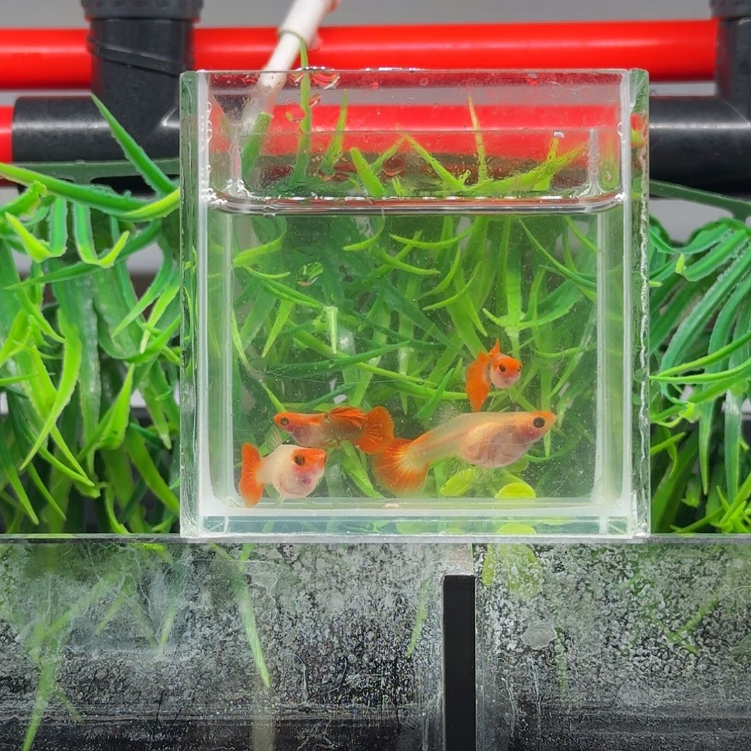 孔雀鱼红头玻璃猫带胎两对