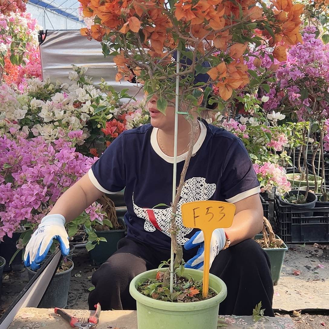 慢***光大部分花苞少量开放F53橙桑巴