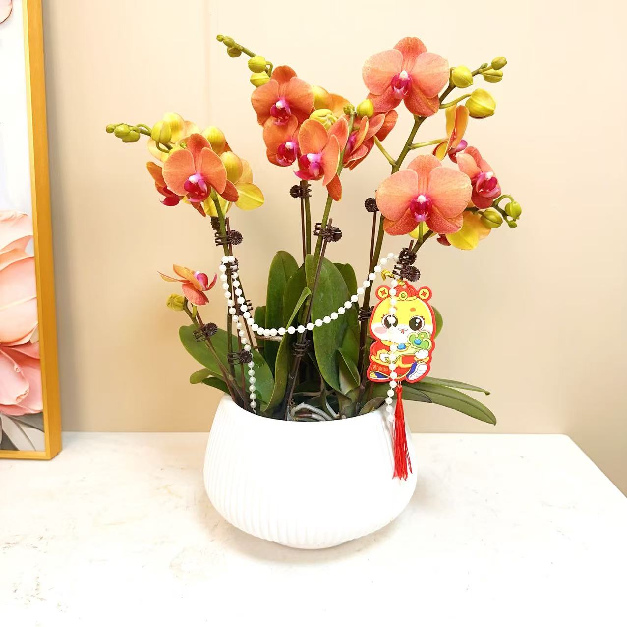 A级【金桔】精品蝴蝶兰 