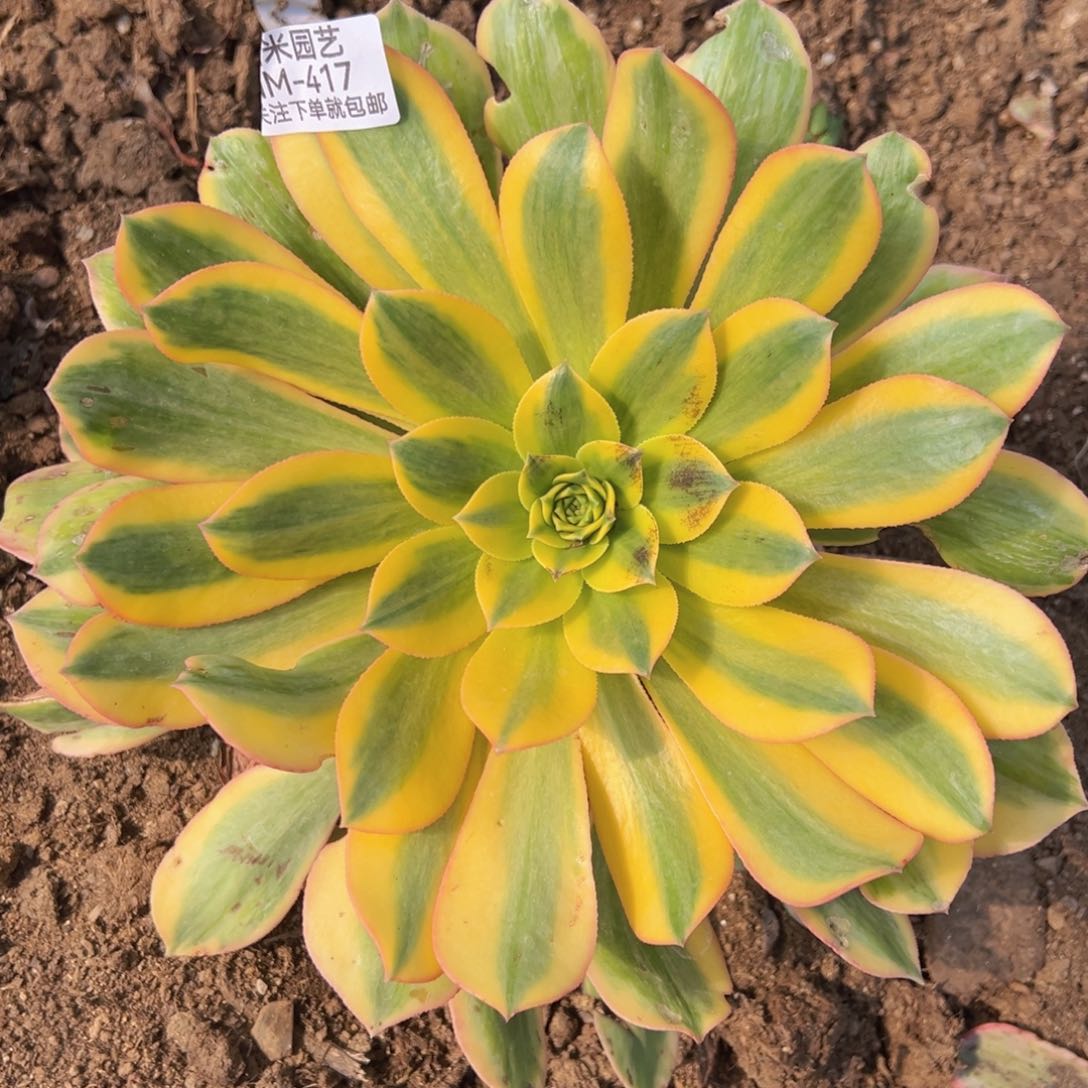 黄龙多肉植物417