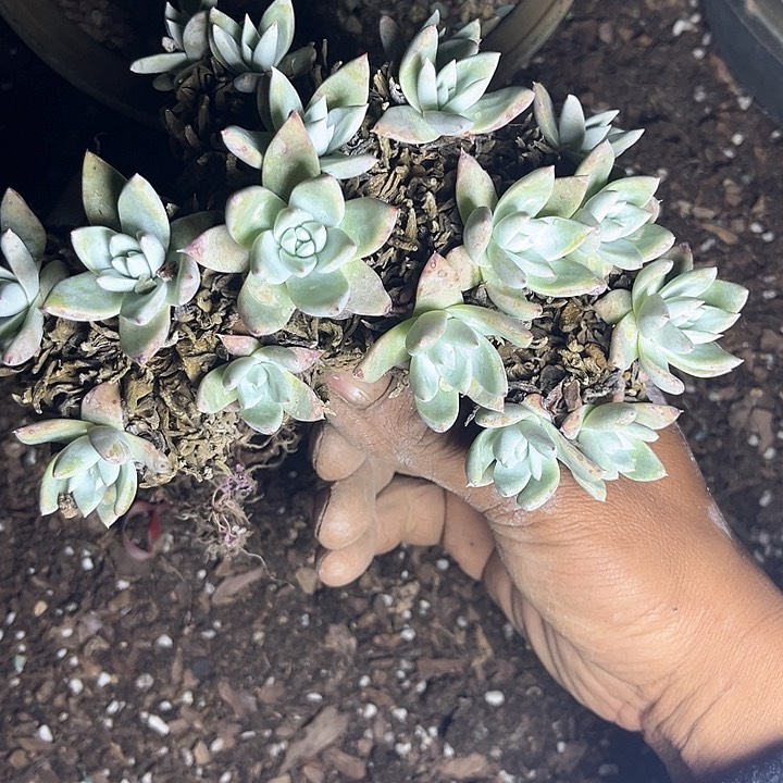 会****装仙女杯多肉植物提取