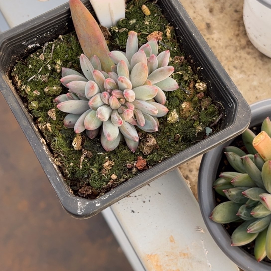 美人系多肉植物新缀987