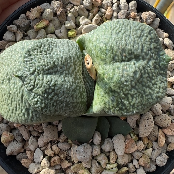 短厚白釉卧牛卧牛