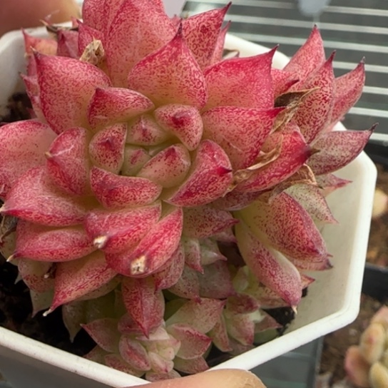 102 一物一拍多肉