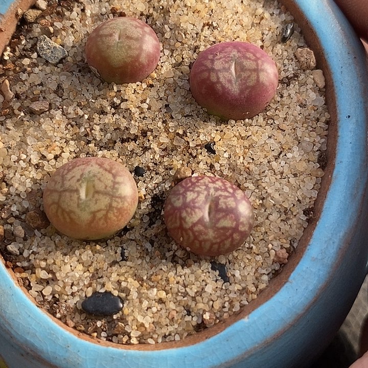 孜***田4523一组四颗杂交          