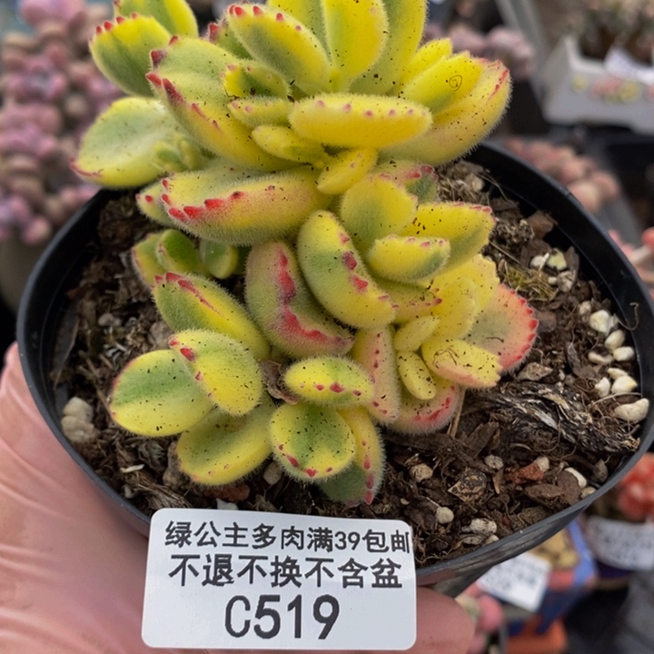 彩熊6cm519多肉植物