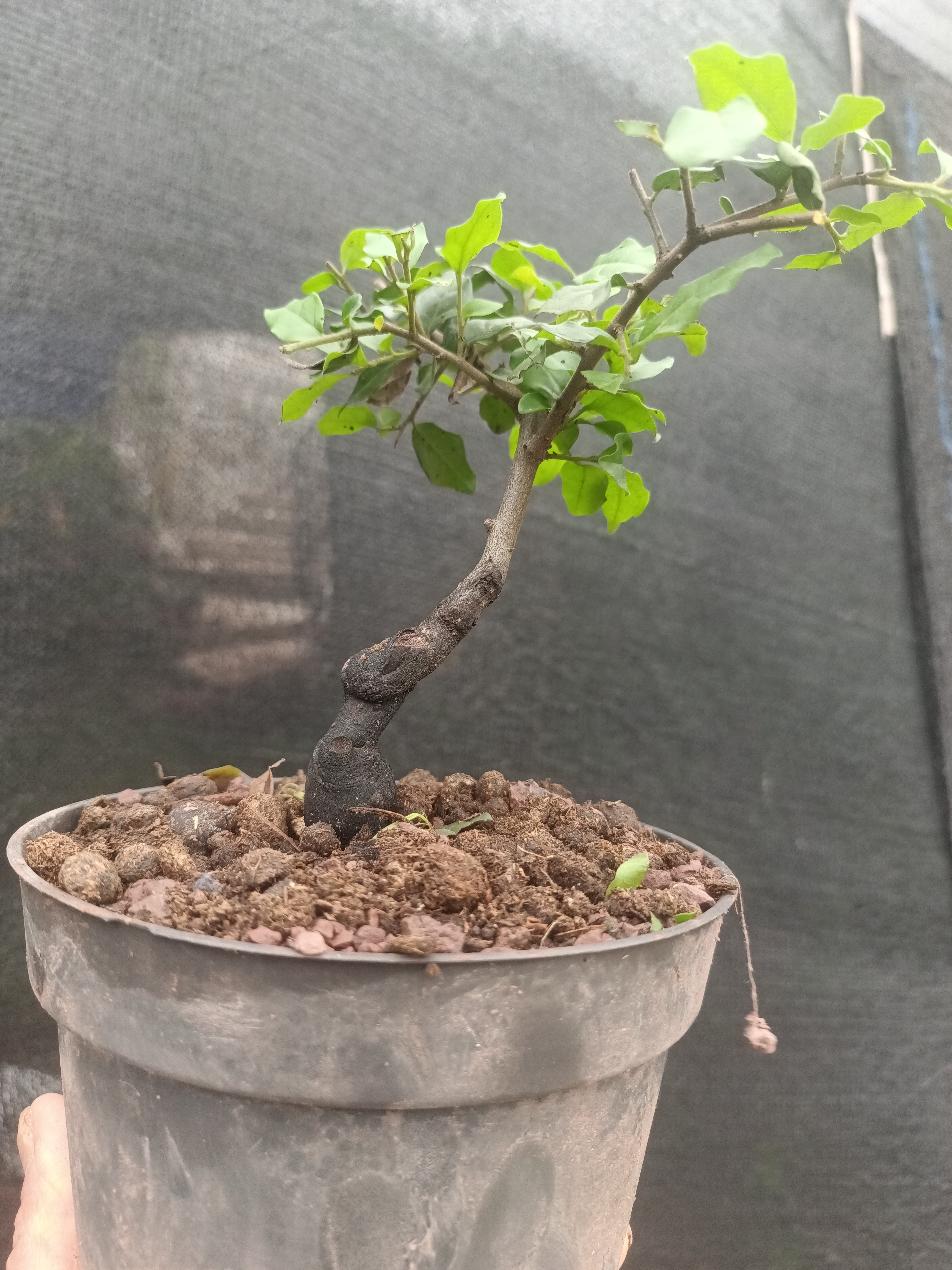 金弹子灌木小老桩  一物一拍以直播间拍品为准