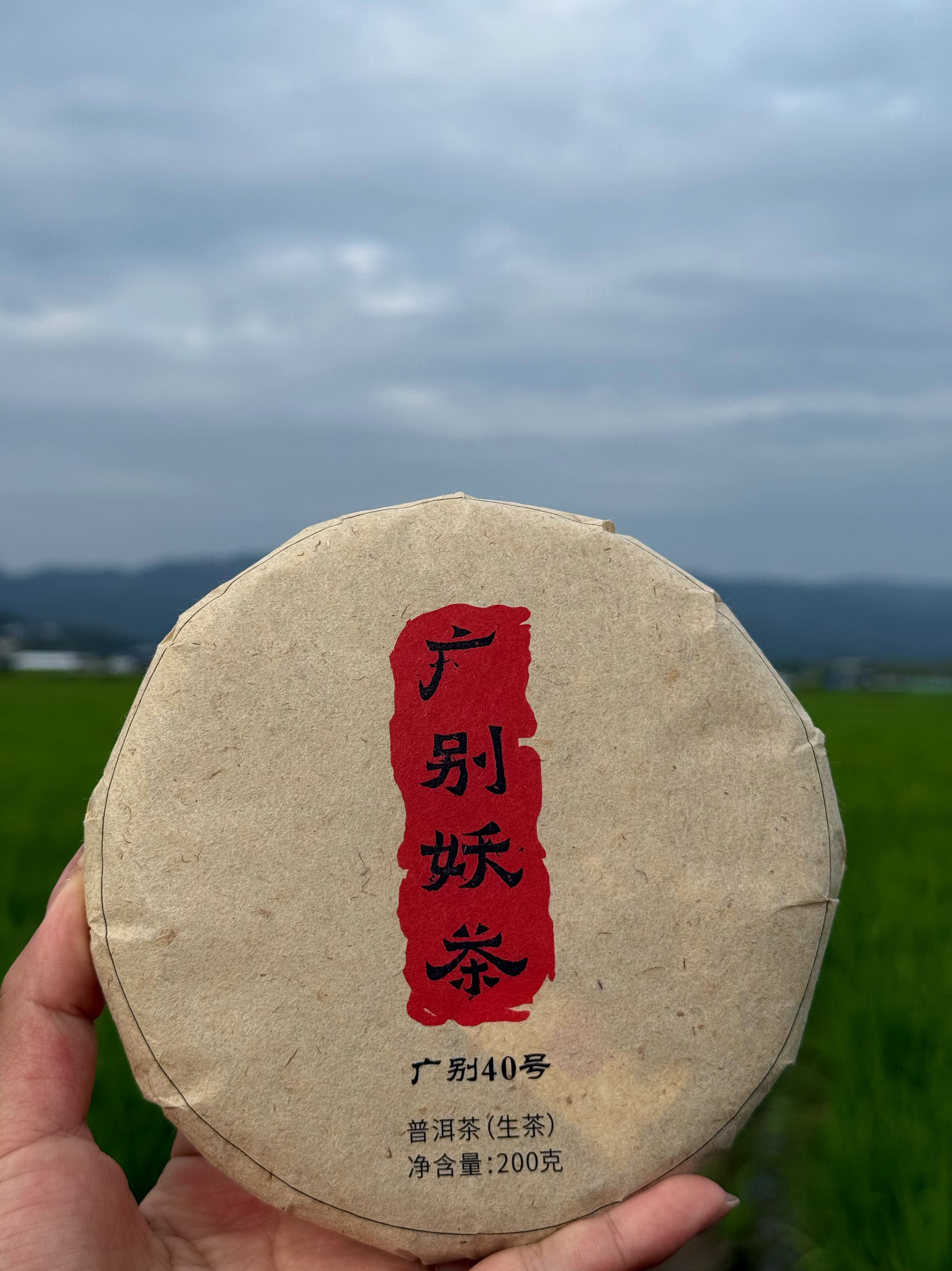 【花香蜜韵 甜柔饱满】2022年大树头春纯料 生普饼茶（带茶样试喝）