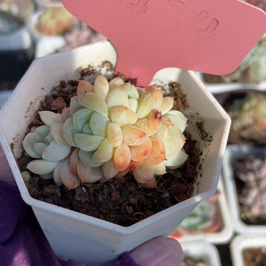 1434幻梦多肉植物保护