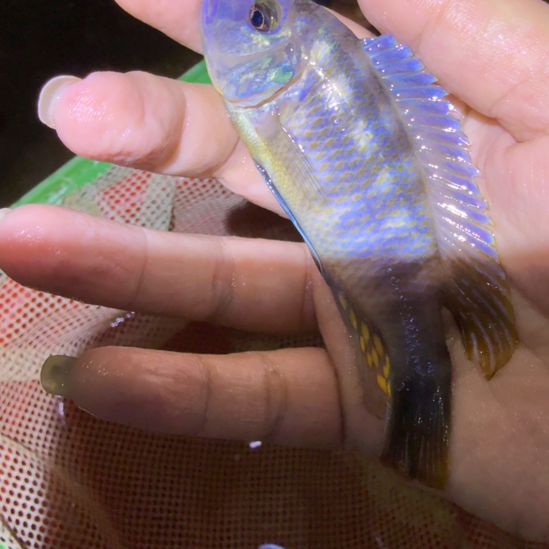 k***ᧁ慈鲷鱼100号斑马乱纹10-11