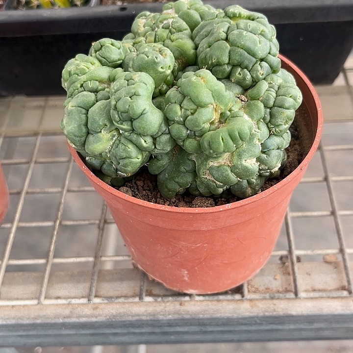 我也不知道我为什么要这样对