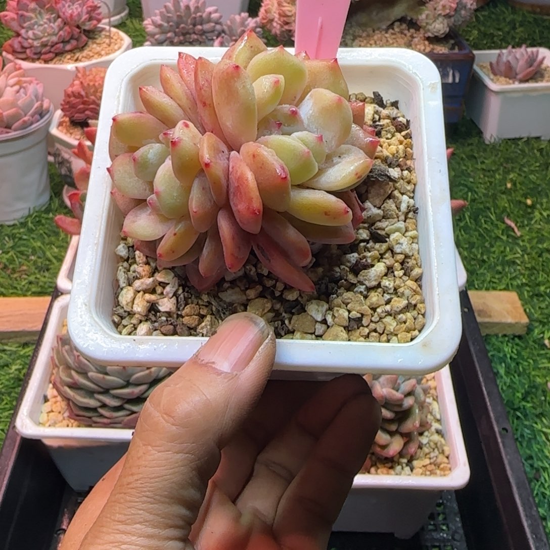 锦安精品多肉编号223