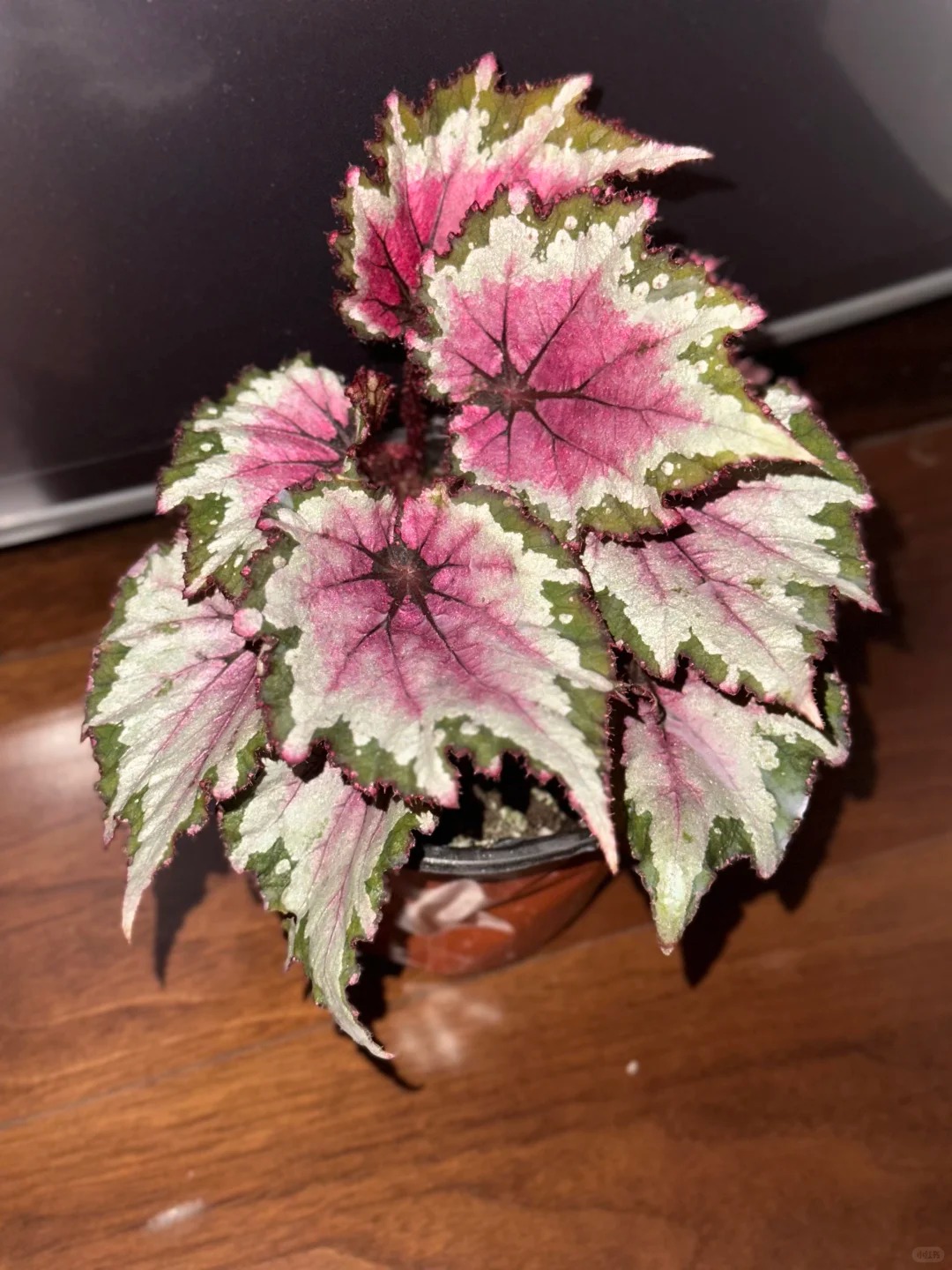 雪纺纱秋海棠室内观叶植物秋海棠盆栽好养