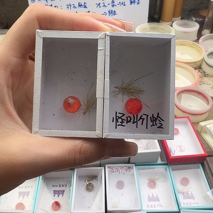 似***事怪叫竹蛉3只包邮嗯嗯