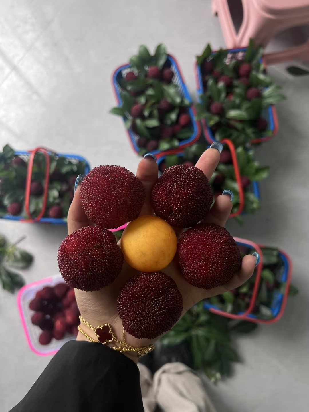 东魁杨梅大颗供果特级果