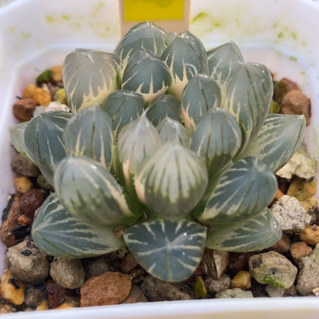 471白糊斑霓虹灯玉露锦