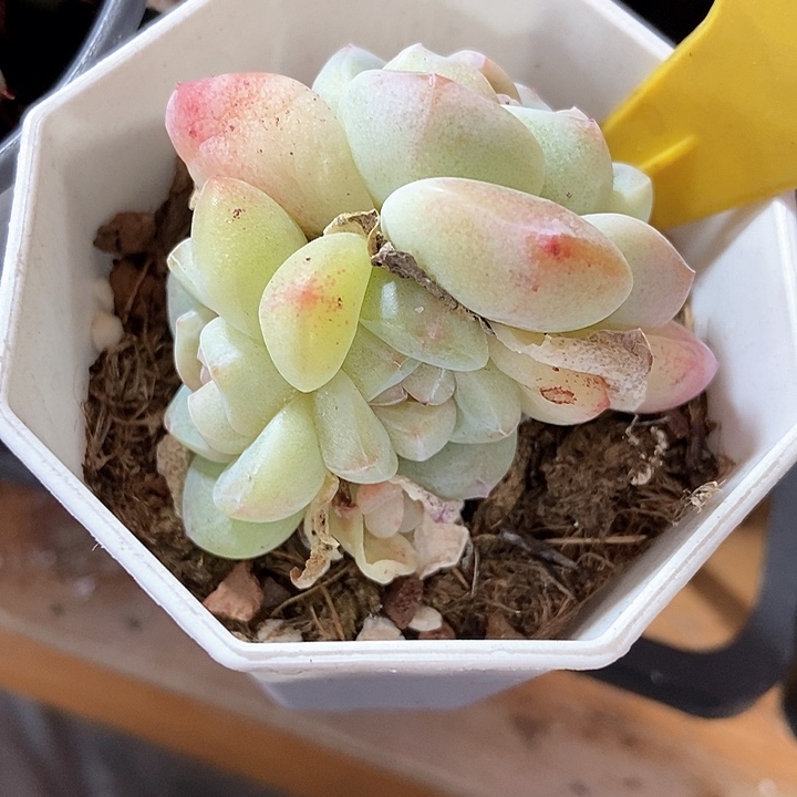 宝*多肉植物冰玉546