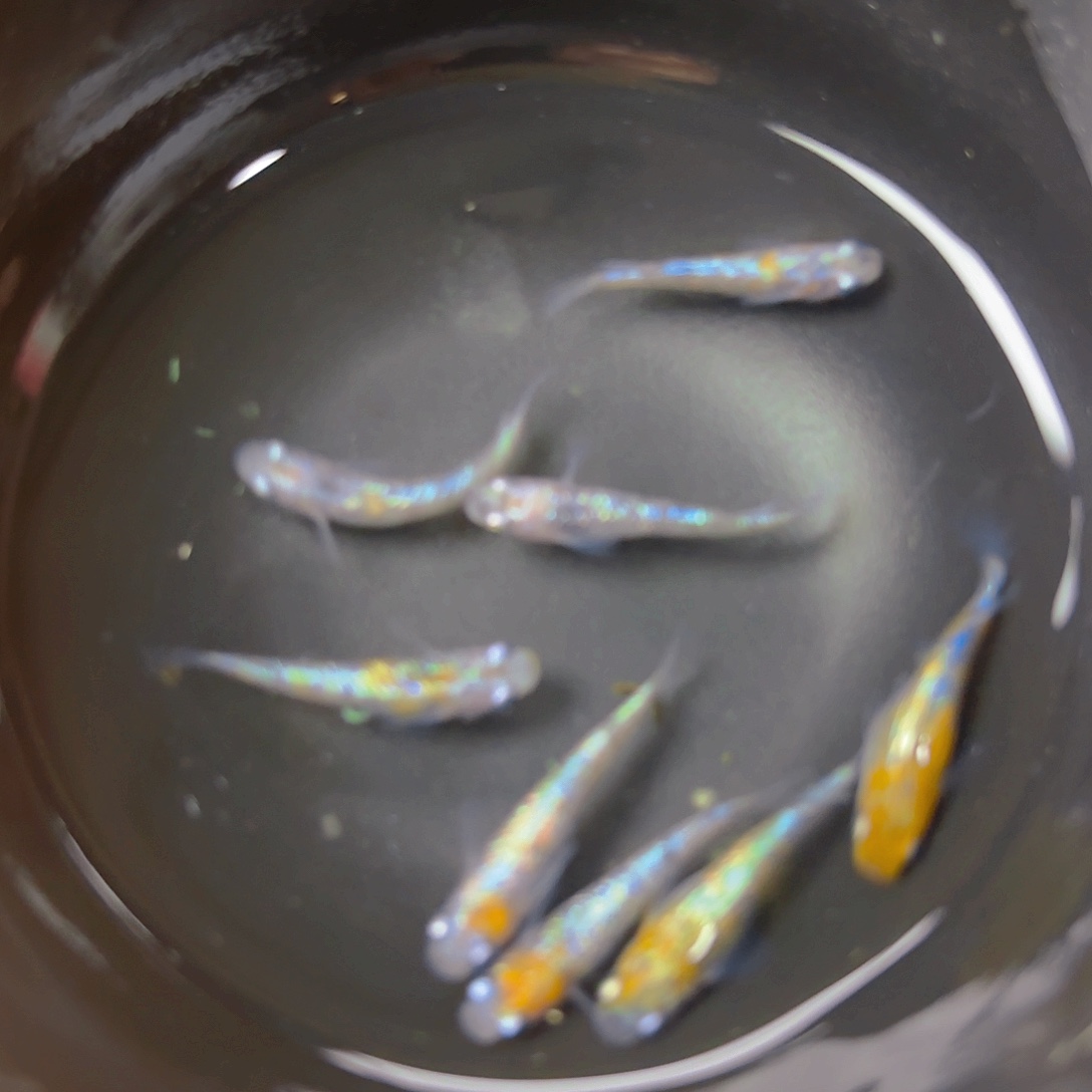 青鳉王华海王星，8号链接