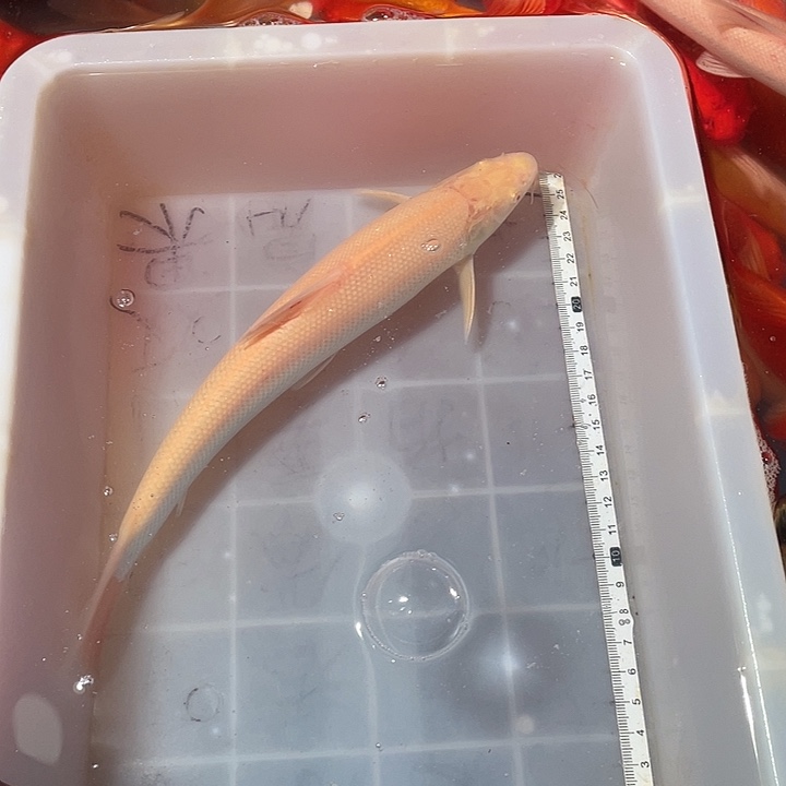 蝴蝶鲤鱼渔场直发26