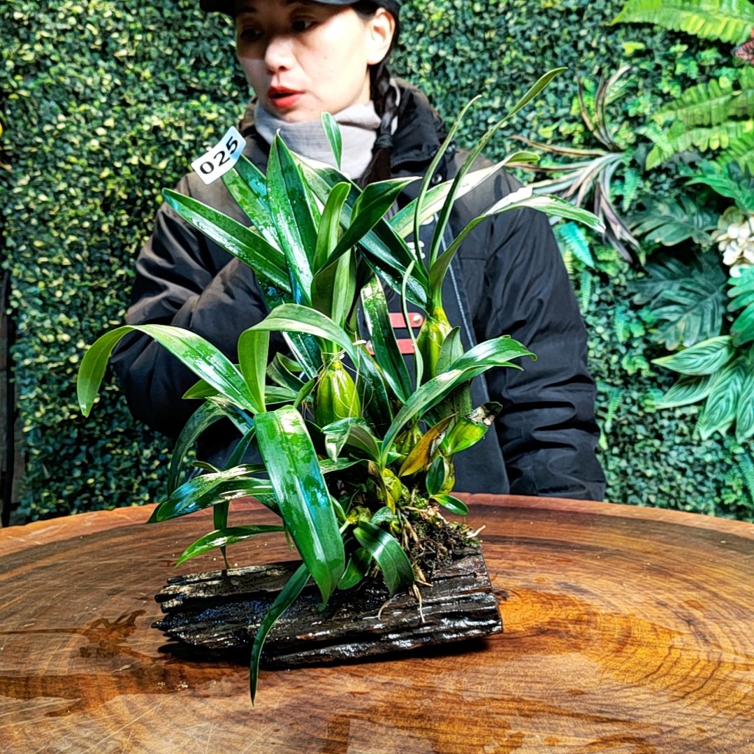 【闪购商品】025鼓槌花