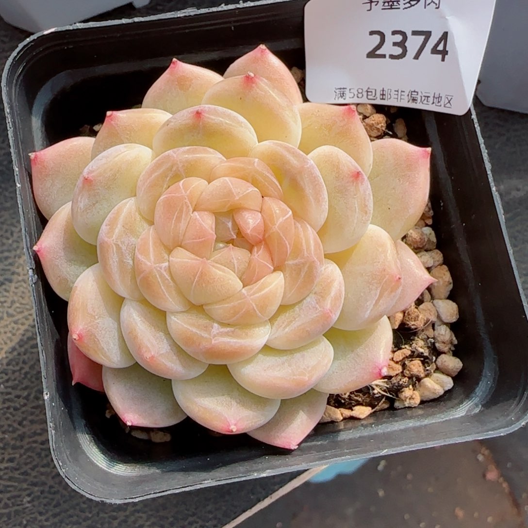 浅色底冰魄，2374多肉植物