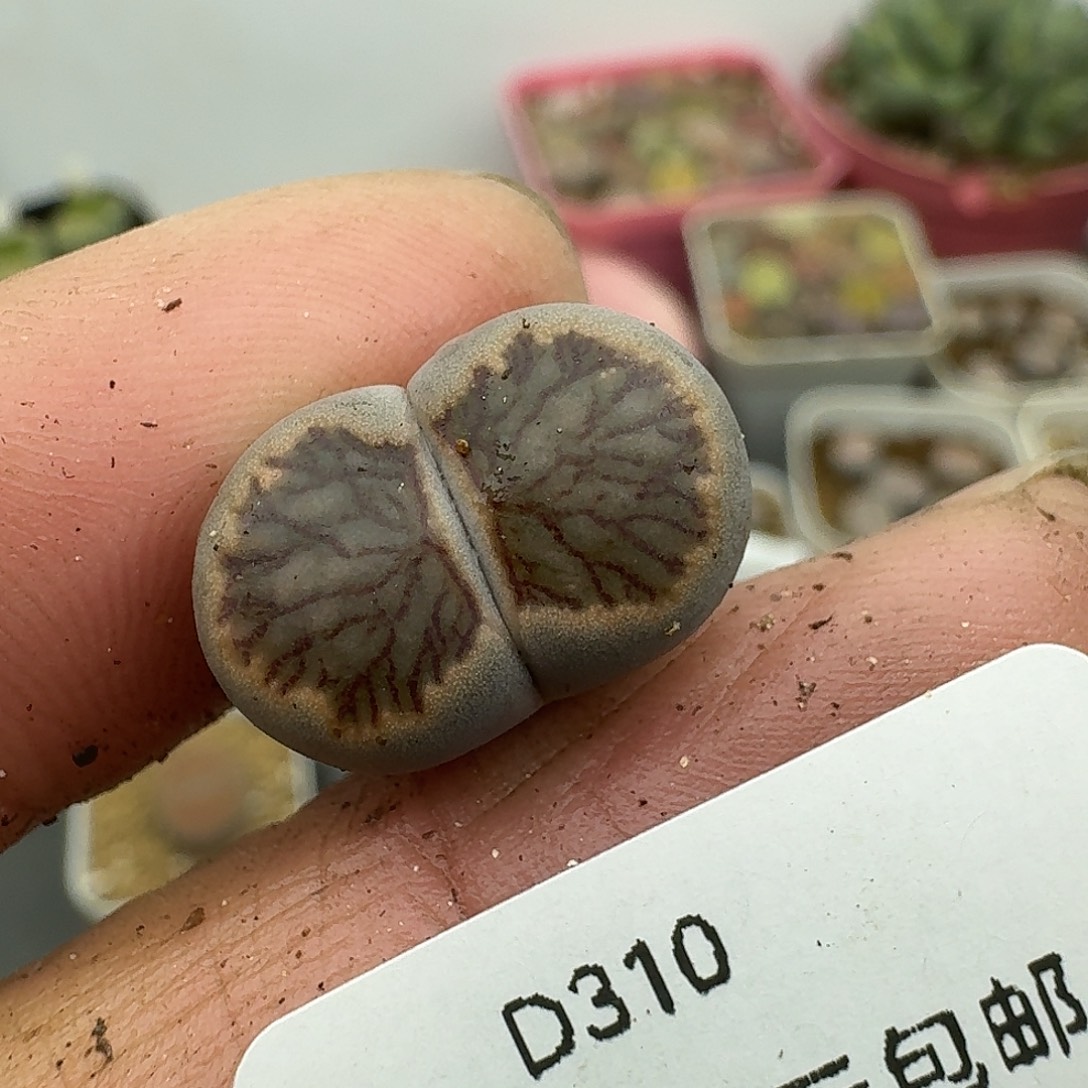 那***月310多肉哈哈哈哈哈
