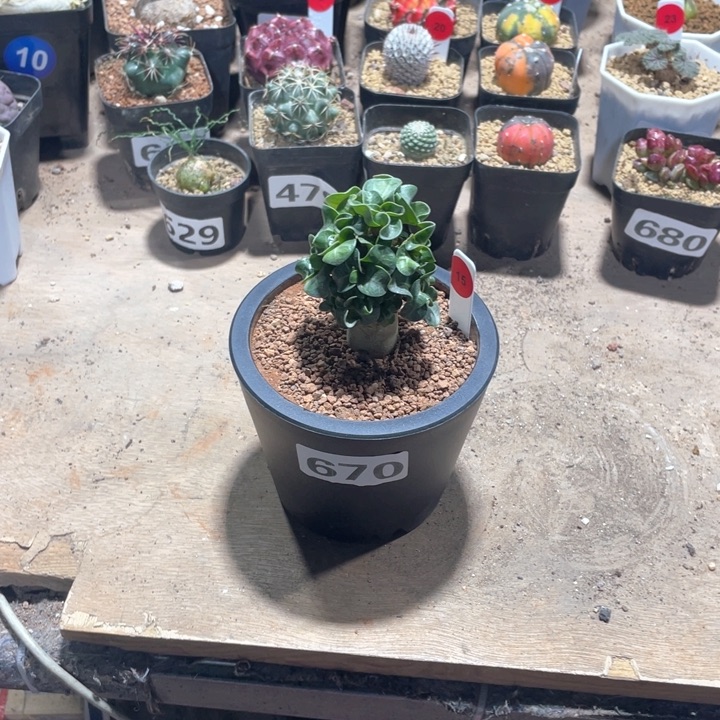 670卡汉羊角卷叶沙玫