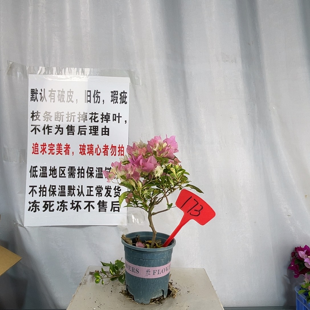 全部花苞173金心橙白盆苗