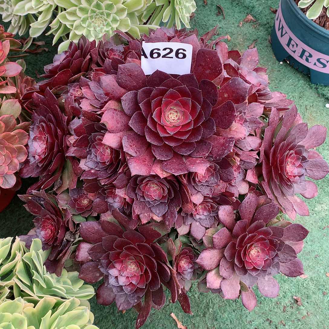 626.桃花石多肉植物