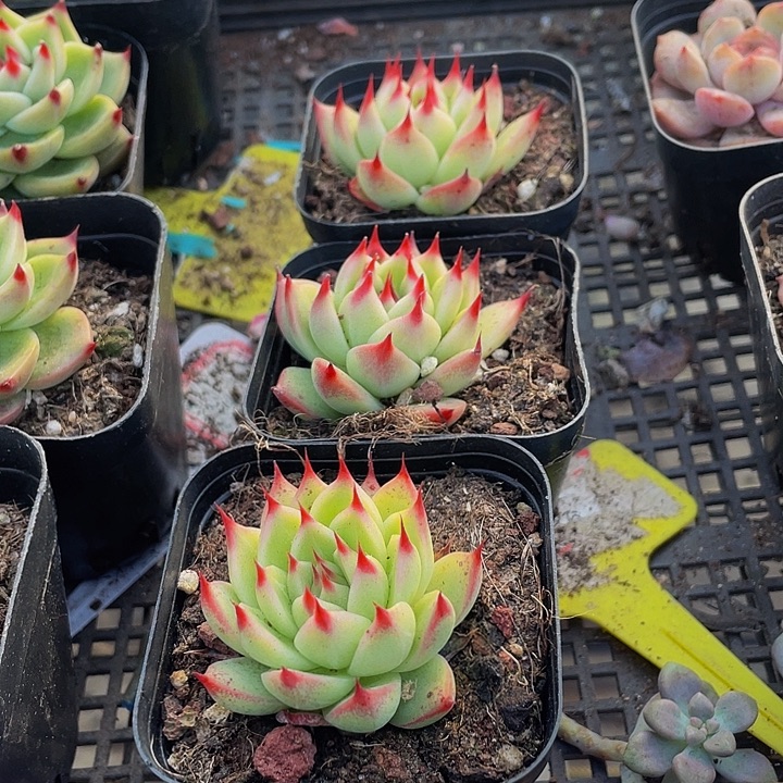 托斯卡带盆土发货