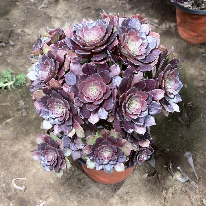 多肉植物桃花石64