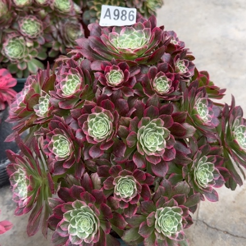 986莲花32厘米左右