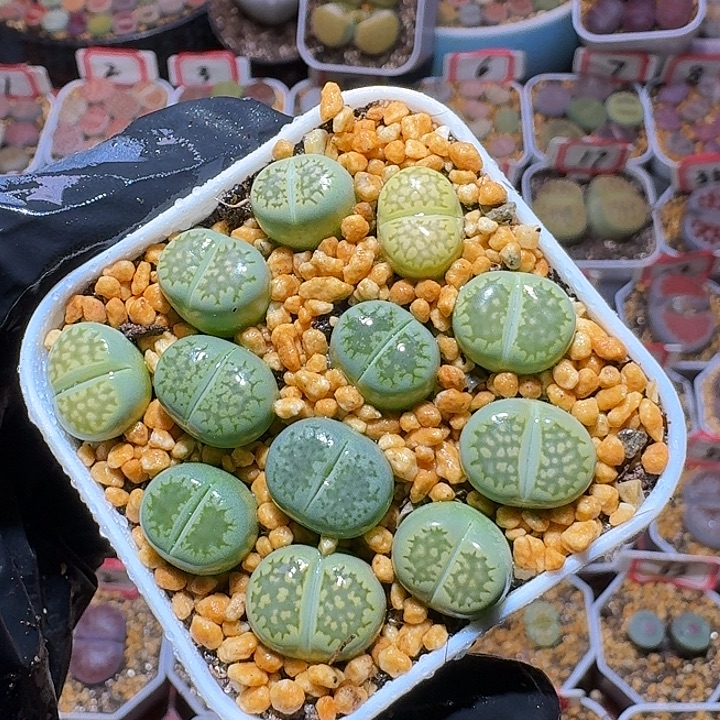 生石花3:：：。    21号